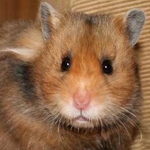 Gallery Of Hamster Colors Dixie Dust Hamsters