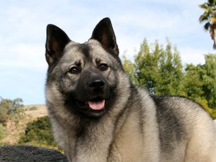 Norwegian Elkhound profile shot with forest in background