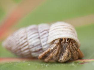 Caribbean Hermit Crab, close-up