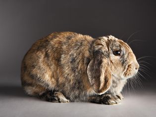 Brown Bunny Rabbit Sulking