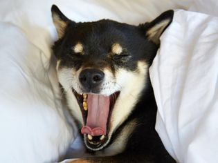 Dog yawning in bed