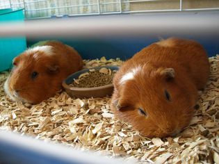 Guinea pigs in a cage on wood shavings