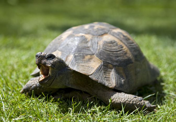 An adult tortoise on grass