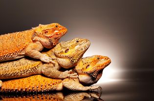 Three bearded dragons sitting on top of each other