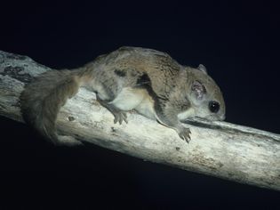 Flying squirrel on tree, North America