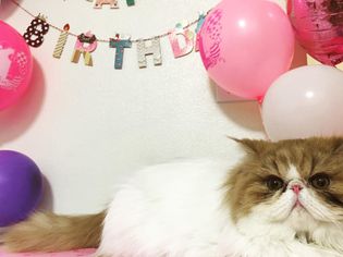 cat birthday