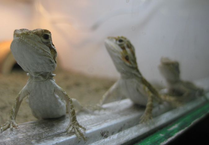 infant bearded dragons