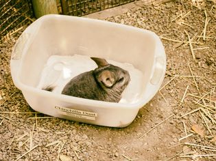 chinchilla dust bath