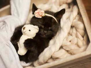 black cat