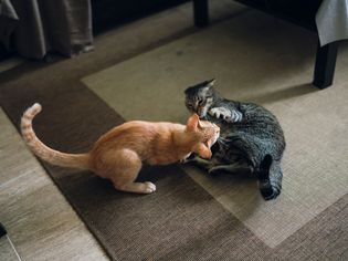 Photo of Two Tabby Cats Fighting