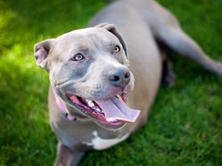 3 legged Pit Bull