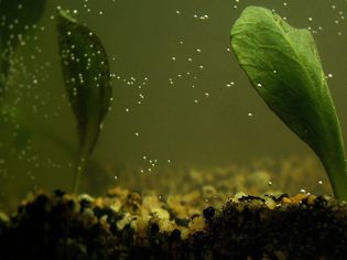 air bubbles in aquarium