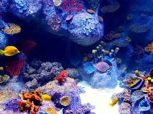 low-maintenance aquarium