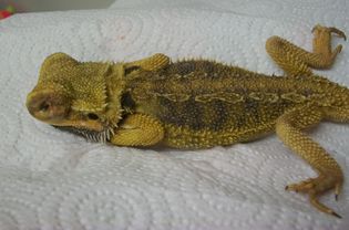 "Interesting Cases" via olatheanimalhospital.com