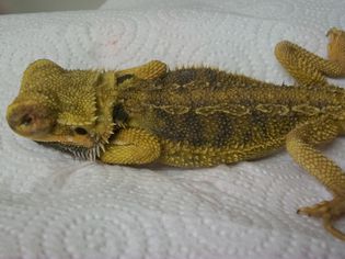 "Interesting Cases" via olatheanimalhospital.com