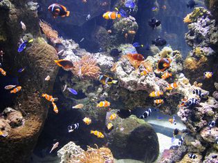 Aquarium with multiple colors of fish