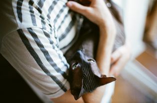 Sphynx cat and owner