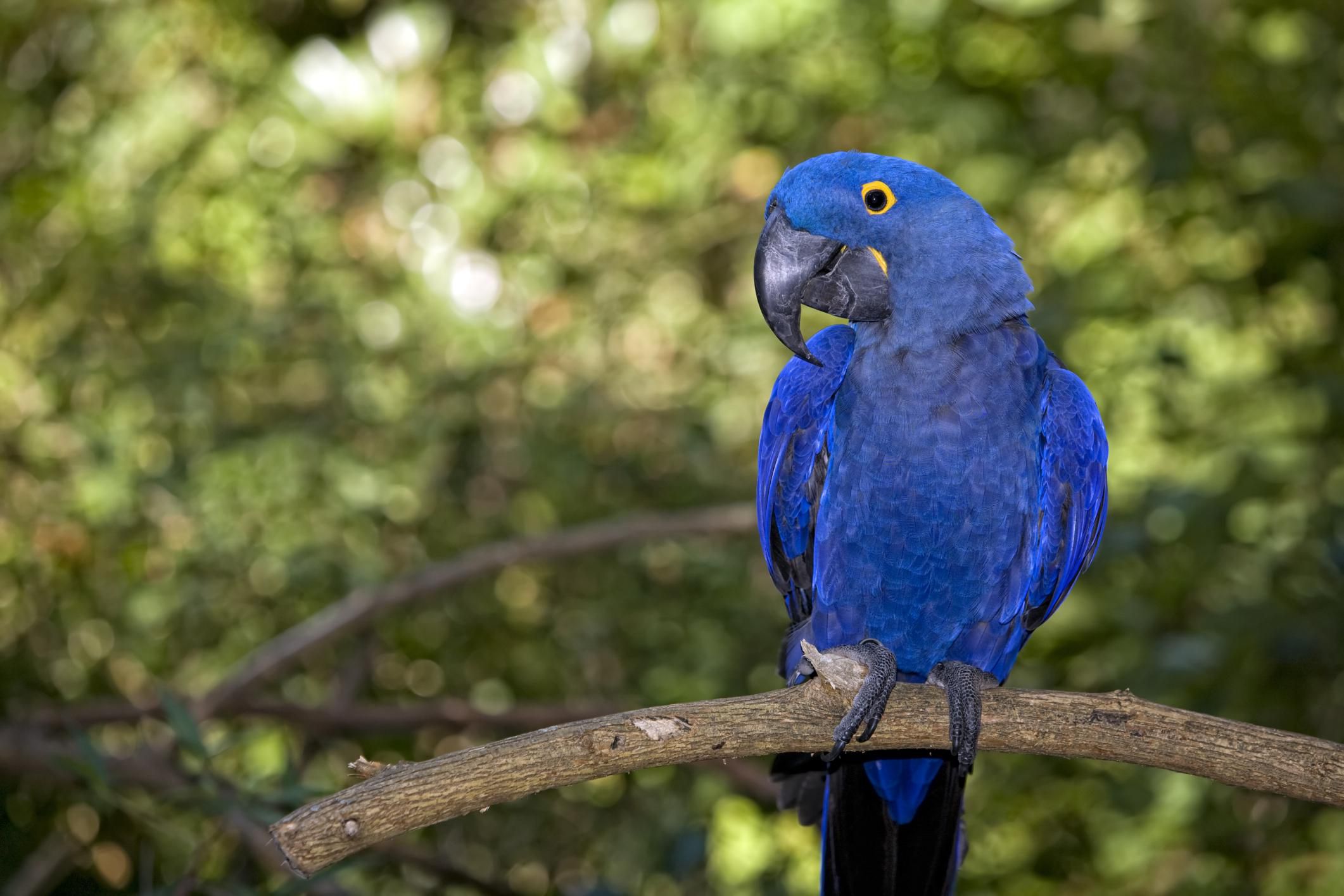 Hyacinth macaw on a branch