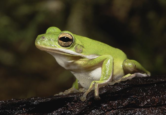 Green Tree Frog