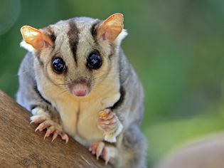 sugar glider