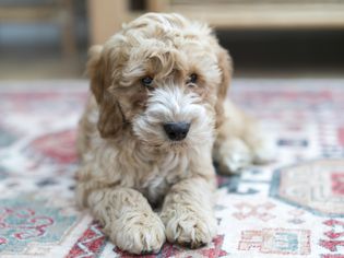 A dog lays on a colourful rug at home