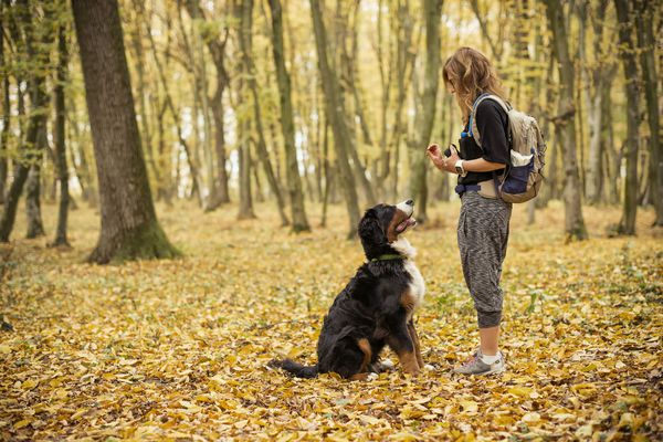 A young woman teaches her young Bernese Mountain Dog how to sit while in a forest.