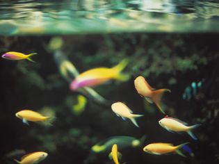 fishes in a marine aquarium