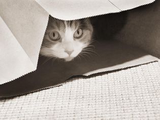 Cat in paper bag