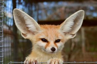 Fennec fox with long pointed ears standing against wired fence
