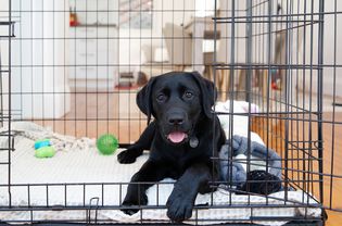 Black puppy laying down inside a crate with toys