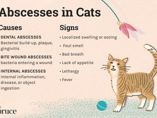 Abscesses in Cats