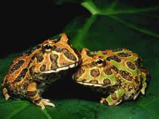 Pacman frogs or Ornate horned frogs (Ceratophys ornata) on leaf, close-up