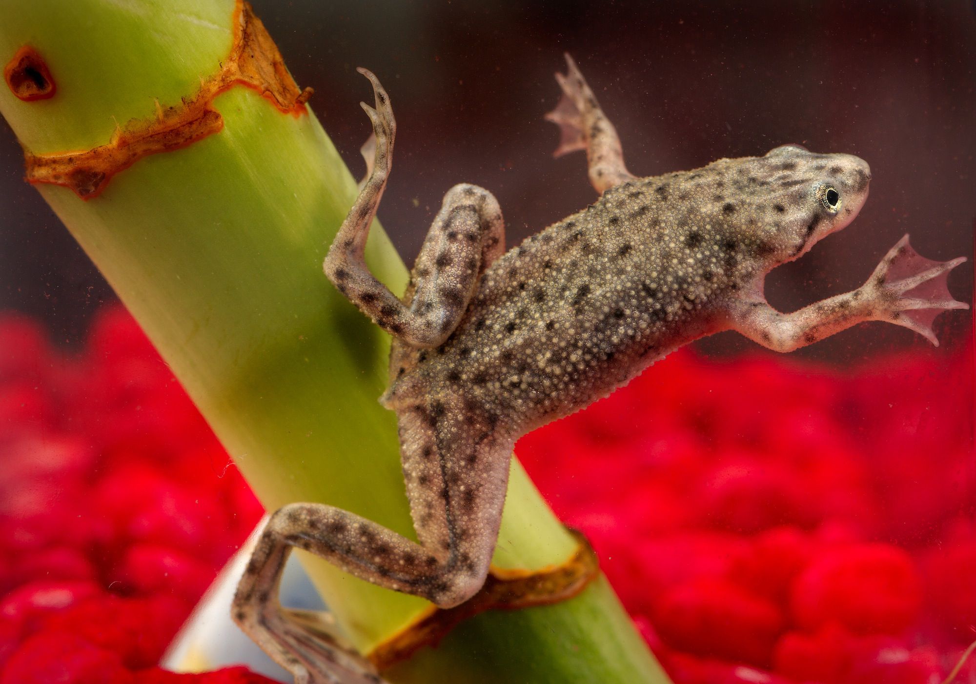 Dwarf clawed frog swimming