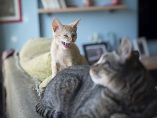 Aggressive house cats