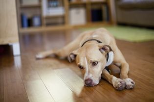 Sad dog