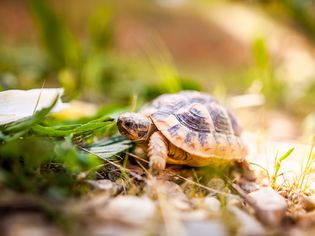 Animal - tortue d'Hermann
