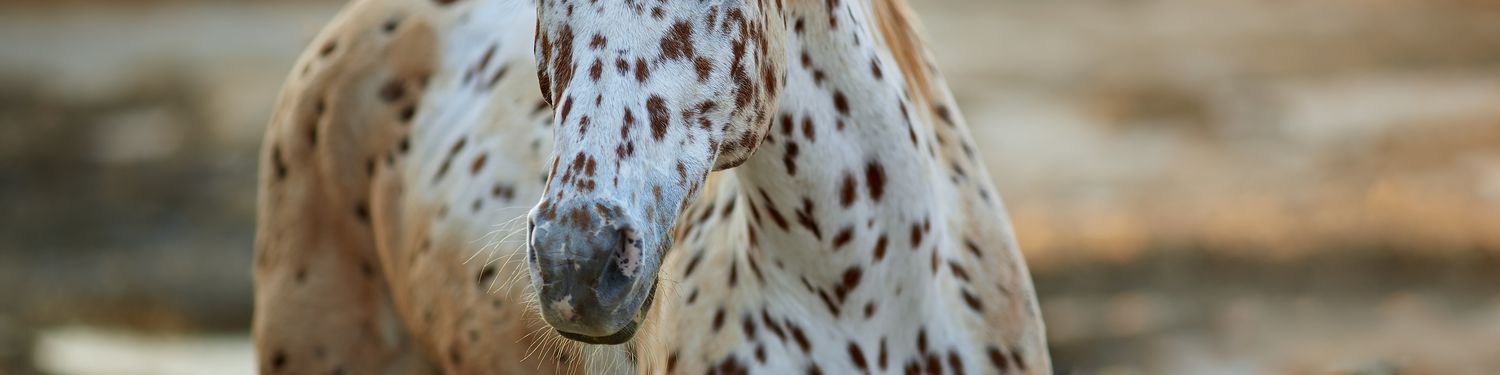appaloosa horse 