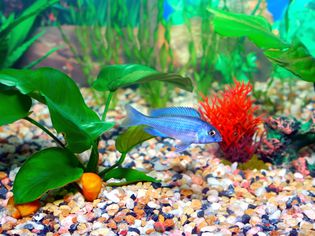 Aquarium