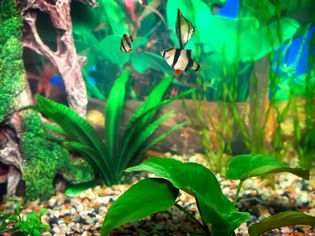 Aquarium