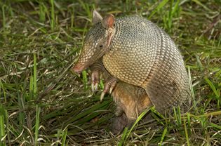 Armadillo sitting in the grass.