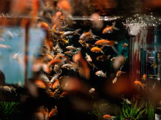 Art Aquarium 2015