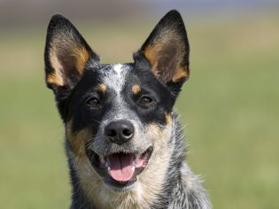 Australian cattle dog