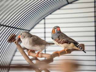 Australian Finch (Taeniopygia guttata)
