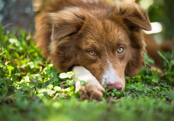 Brown and white Australian shepherd with green eyes