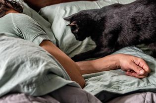 Black cat approaching sleeping owner on bed