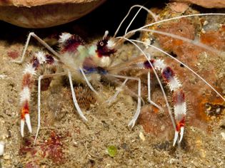 Banded coral shrimp - Stenopus hispidus Saltwater Shrimp Profiles: Facts and Information