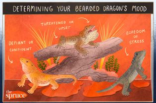 Determining Your Bearded Dragons Mood