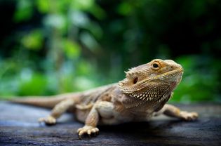 Bearded dragon