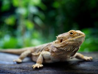 Bearded dragon