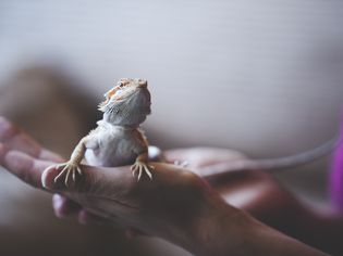 Pet bearded dragon